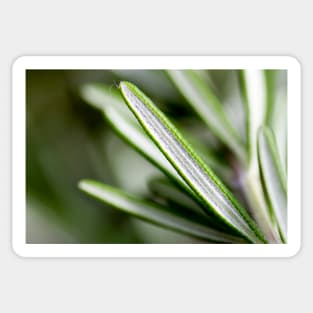 Rosemary Leaves Sticker